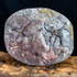 sf002 Yorkshire Brittlestar Palaeocoma milleri
