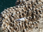 Gannets