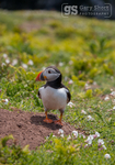 Puffin on Skomer Island
