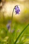 In Bluebell Wood