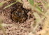 Andrena flavipes (f)