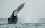 Humpback whale
