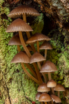 Mycena Galericulata 1