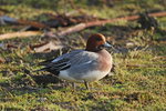 Wigeon