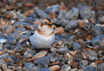 Snow Bunting