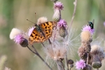 Comma