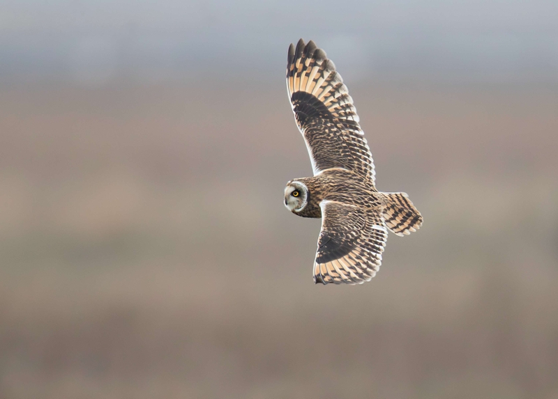 Short Eared Owl
