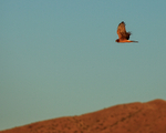 Northern Harrier (female), Bosque del Apache, New Mexico