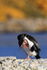 Rock Shag scratching, Carcass Island, Falklands