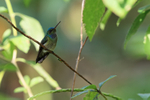 Charming Hummingbird p...