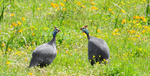 Helmeted Guinea Fowl males