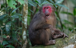 Male stump-tailed Macaque