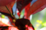 Flowers 15 - 15