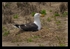 Nesting Gull