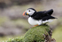 Puffin