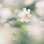 white-anemone