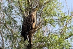 White-tailed Eagle