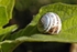 Snail on Leaf