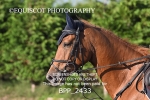 BPP_2433