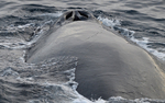 Humpback whale