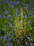 Fiddleheads 02 C
