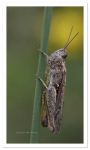 Grass Hopper
