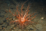 Psolus phantapus
