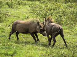 Wildlife portfolio