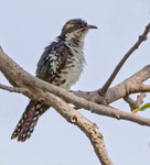 Klass's Cuckoo