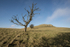 4685 Lan Fawr and trees - winter