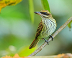 Streaked Flycatcher perched, Costa Rica