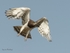Black-chested Snake Eagle