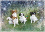 X1  Dogs in Wonderland