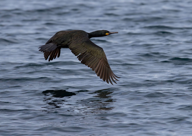 European Shag - Isle of Skye - Scotland
