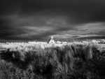Romney Marsh