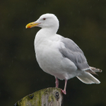 Glaucous-winged Gull in the rain