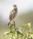 Desert Cisticola