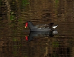 Moorhen