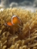 Spine Cheek Clownfish