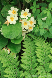 May Bouquet