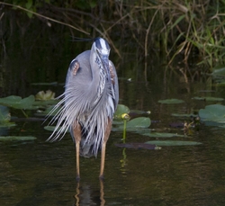 Great Blue Heron _0023