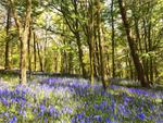 Bluebells in Paint.