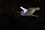 Great Egret flying, dark background - Venice Rookery, Florida
