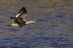 Crested Duck portfolio