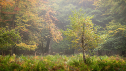 Half Silver and Gold