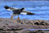 Kelp Goose gliding wings outstretched, Carcass Island, Falklands