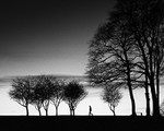 Silhouette Trees in Black and White