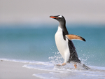 Gentoo Penguin running, Carcass Island, Falklands
