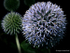 Globe Thistle