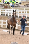 Trot Up 2.30 to 3.30 portfolio